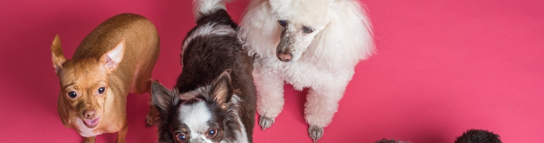 Censimento straordinario popolazione canina ed aggiornamento anagrafe canina